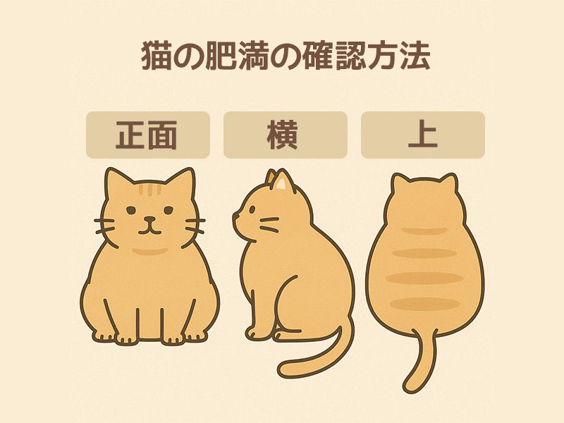 猫の肥満の確認方法