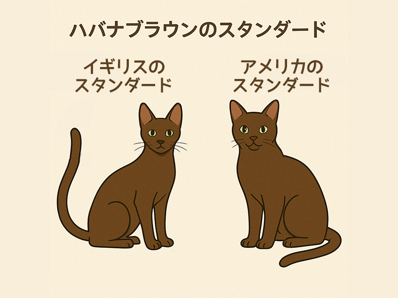 ハバナブラウンのスタンダード