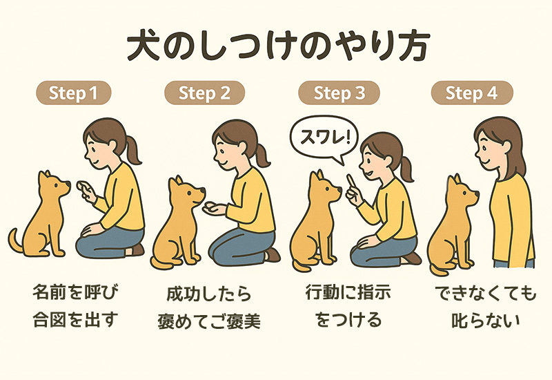 犬のしつけのやり方