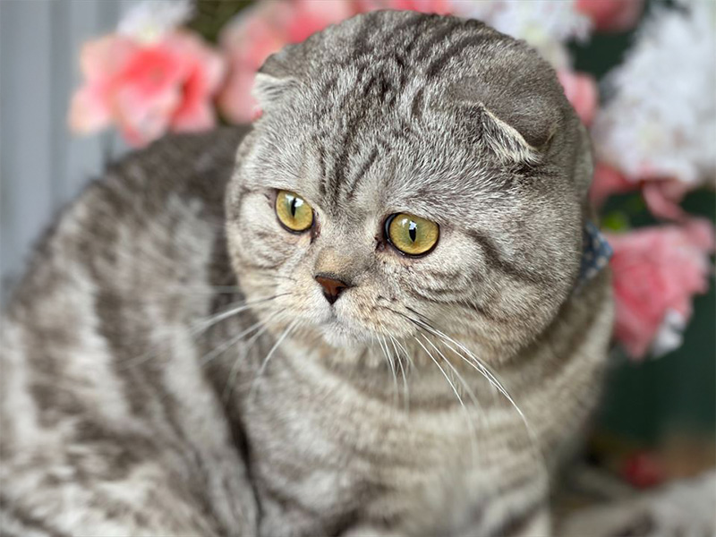 フォールデックス