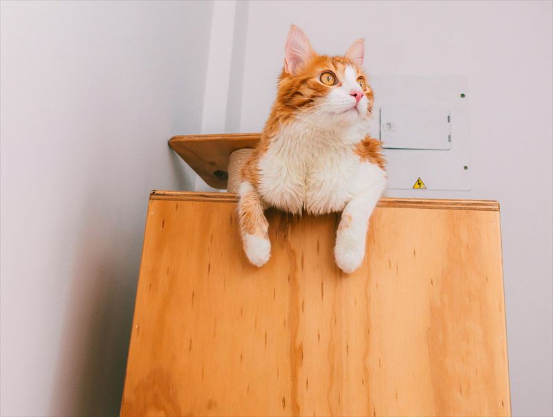 キャットタワー