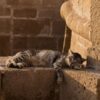 運動量の少ない猫