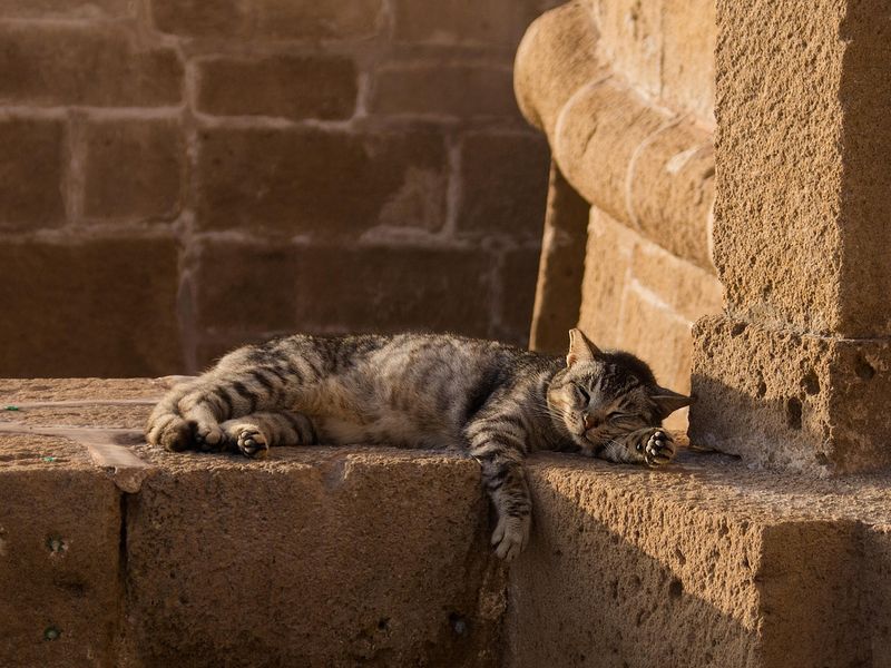 運動量の少ない猫