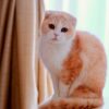 スコティッシュフォールドの飼い方