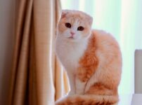 スコティッシュフォールドの飼い方