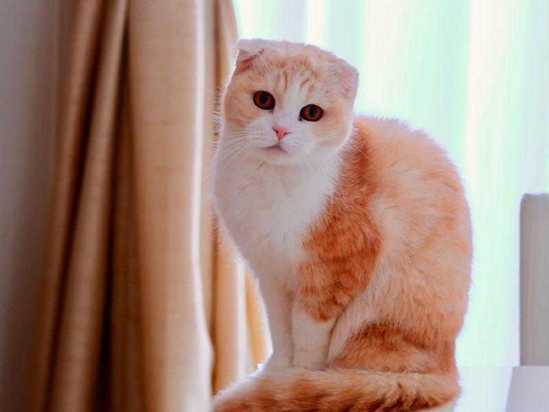 スコティッシュフォールドの飼い方