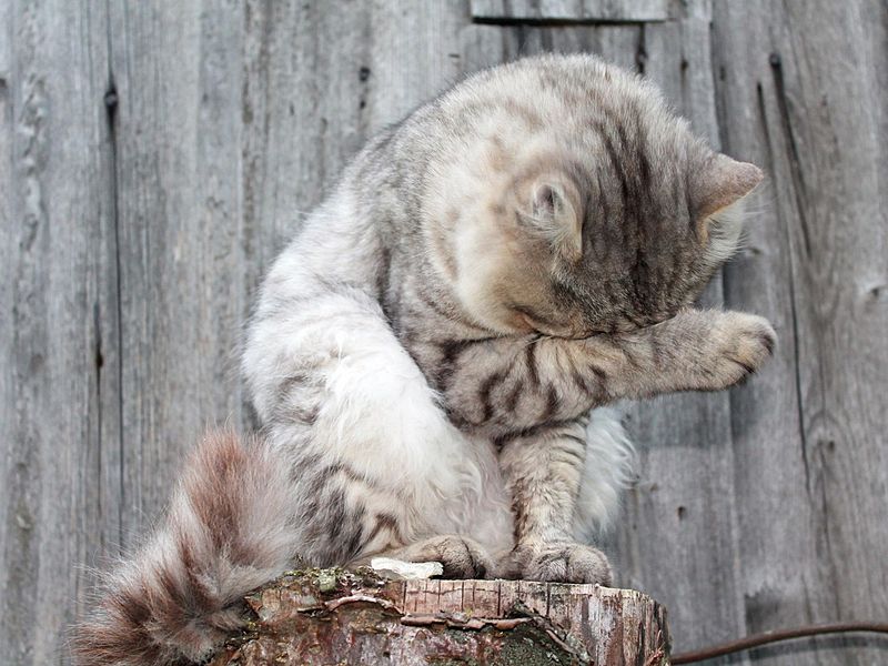 猫