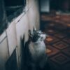 旅行中の猫のお留守番