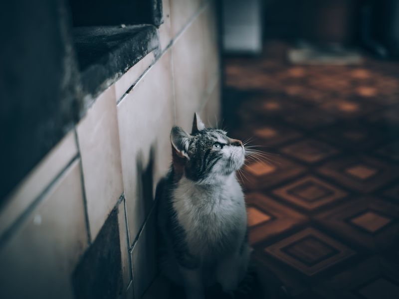 旅行中の猫のお留守番