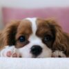 犬
