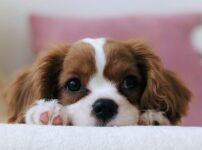 犬