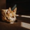 犬