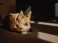 犬
