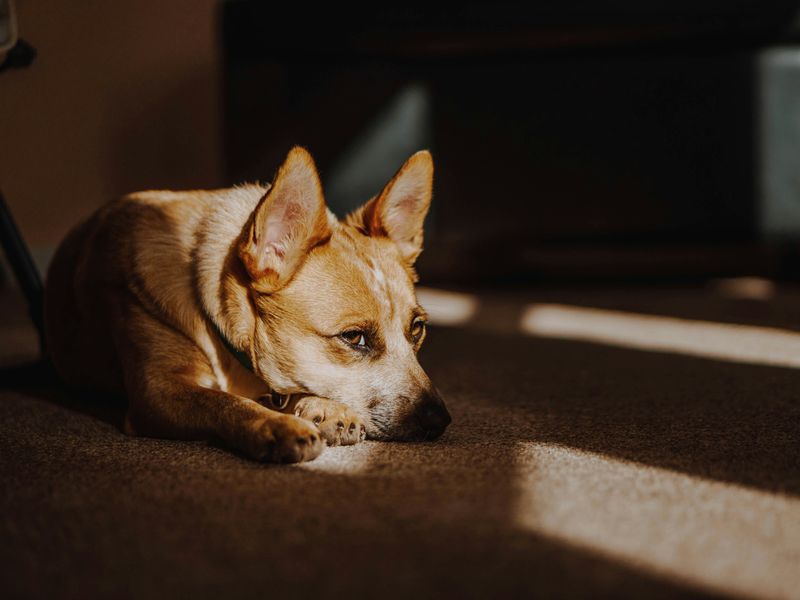 犬