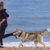 運動量が少ない犬種