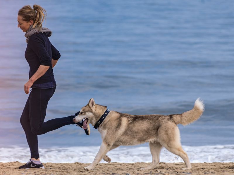 運動量が少ない犬種