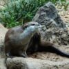 コツメカワウソ