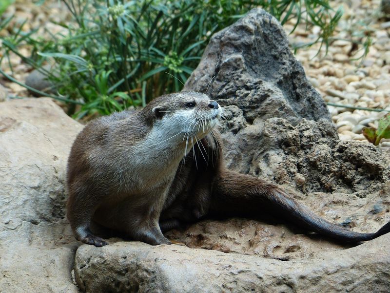 コツメカワウソ