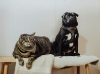 犬猫の腎臓病（慢性腎臓病、腎不全）