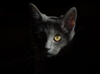 猫