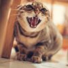 猫の威嚇