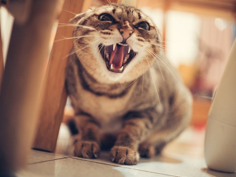 猫の威嚇