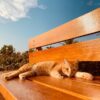 猫の夏バテ