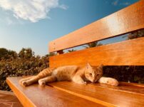 猫の夏バテ