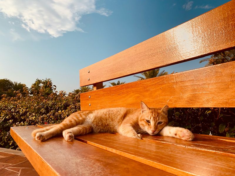猫の夏バテ