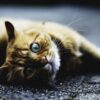 猫の保険