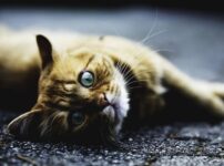猫の保険