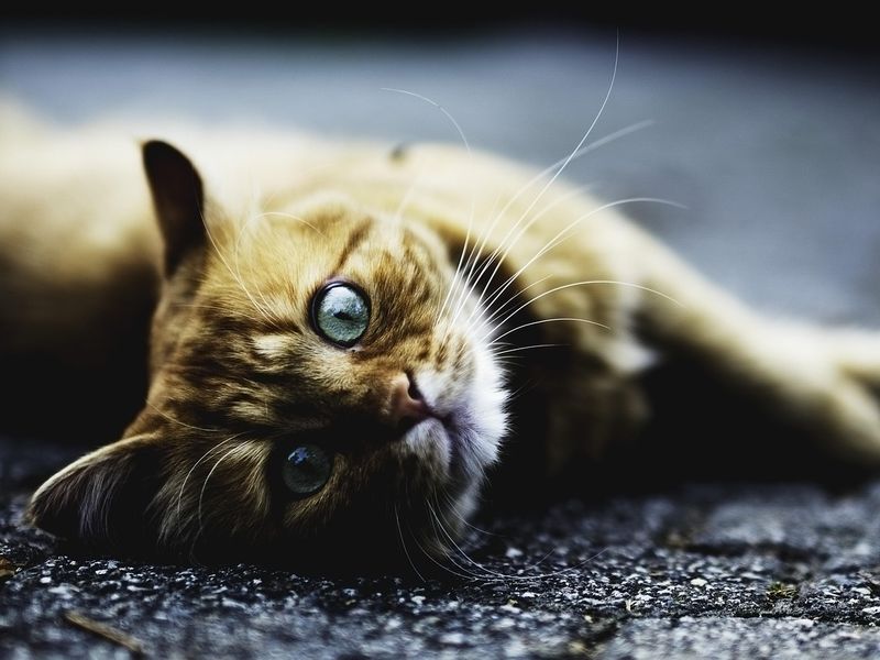 猫の保険