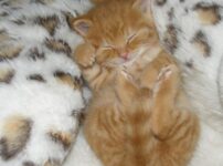 子猫