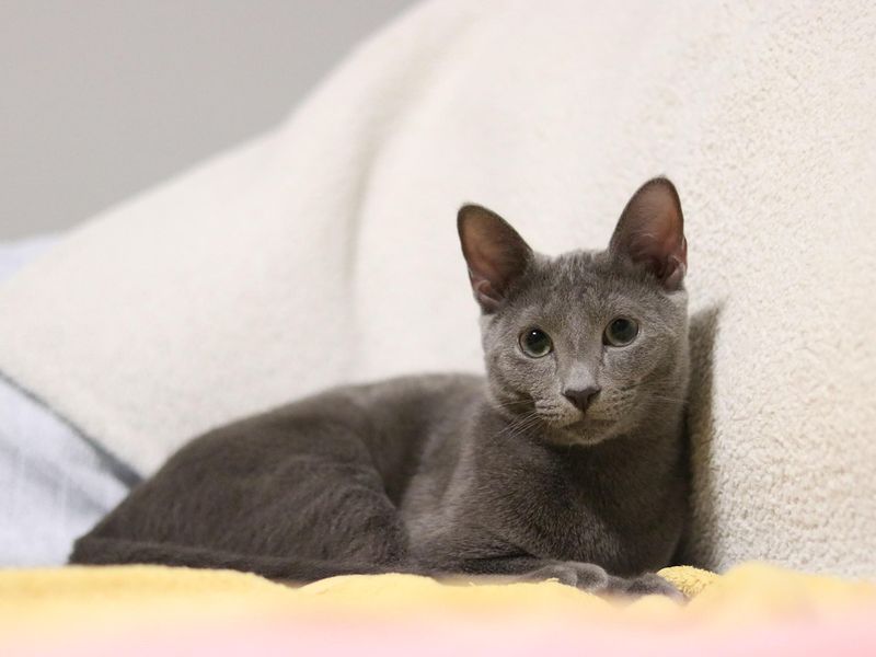 ロシアンブルー