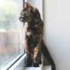 サビ猫