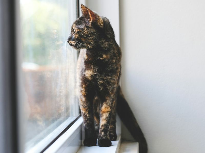 サビ猫