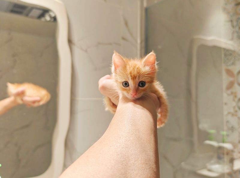 猫のお風呂