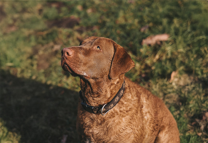 チェサピーク・ベイ・レトリーバー