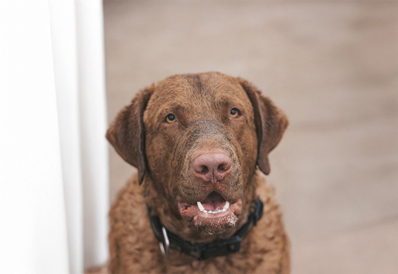 チェサピーク・ベイ・レトリーバー