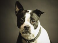 犬