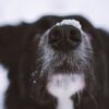 犬のひげ