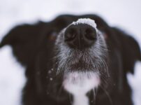 犬のひげ