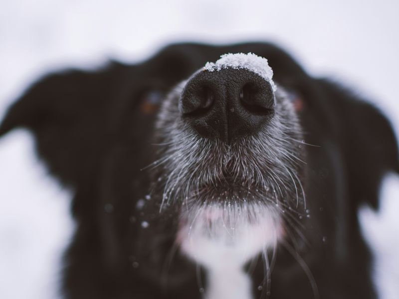 犬のひげ