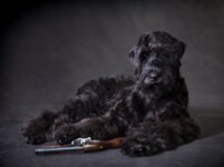 ブラック・ロシアン・テリア