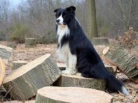 ボーダー・コリー