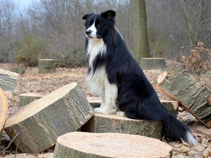 ボーダー・コリー