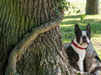 ボストン・テリア