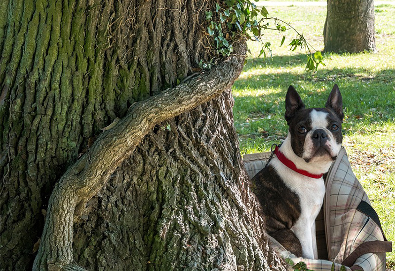 ボストン・テリア