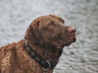 チェサピーク・ベイ・レトリーバー