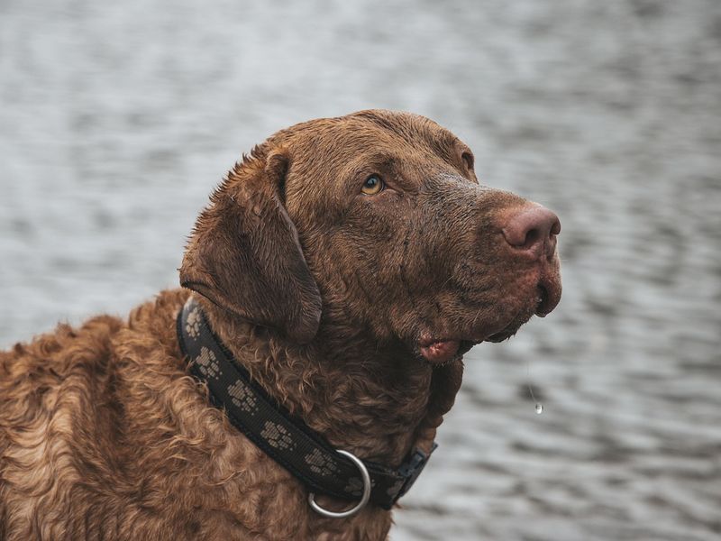チェサピーク・ベイ・レトリーバー